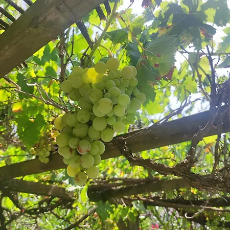 Ingrid Mary Apartment Nimes